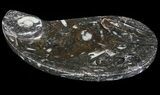 Teardrop Fossil Goniatite Dish - Stoneware #62439-1
